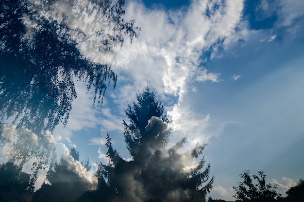 Фото Низкоугольный вид на деревья на фоне голубого неба