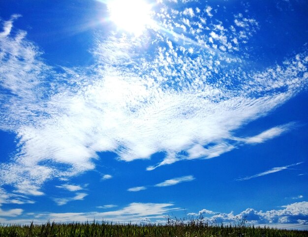 写真 青い空を背景に樹木の低角度の眺め