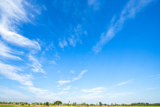 写真 青い空を背景にした低角度の木の景色