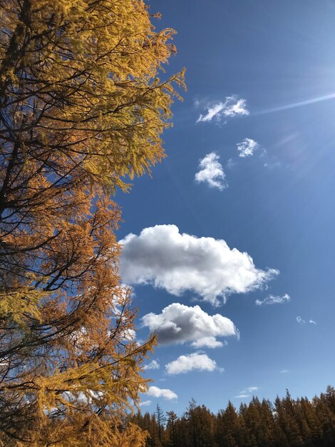 写真 青い空を背景にした低角度の木の景色