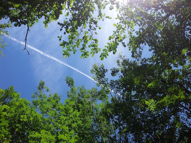 写真 青い空を背景にした低角度の木の景色