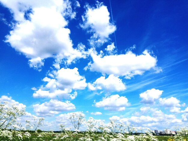 写真 青い空を背景にした低角度の木の景色