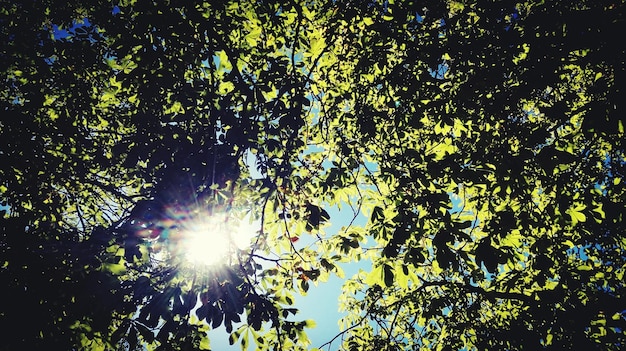 사진 밝은  ⁇ 빛 을 배경 으로 나무 들 을 낮은 각도 로 보는 모습