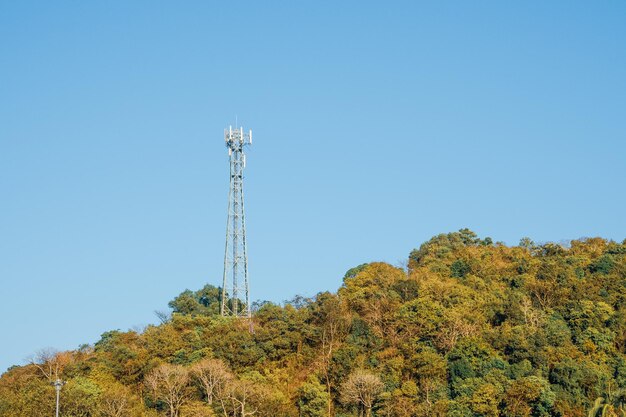 写真 澄んだ青い空に照らされた木々の低角度の景色