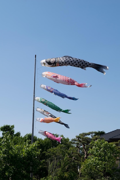 写真 澄んだ青い空に照らされた木々の低角度の景色