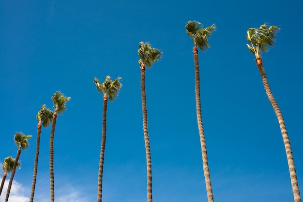 写真 澄んだ青い空を背景にした低角度の木の景色