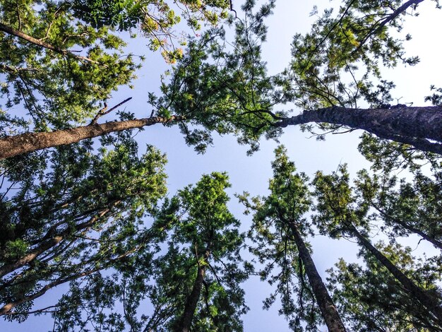 写真 明るい空を背景に木の低角度の景色