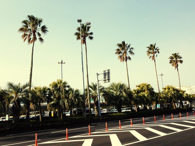 写真 明るい空に照らされた木の低角度の景色