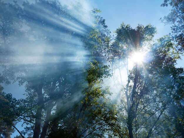 写真 明るい空に照らされた木の低角度の景色