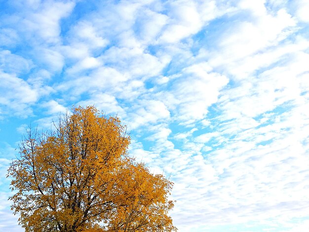 写真 雲の空を背景にした木の低角度の景色