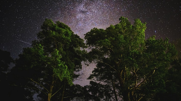 사진 밤 에 하늘 을 배경 으로 한 나무 들 의 낮은 각도 시각