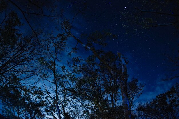 写真 夜空に照らされた木の低角度の景色