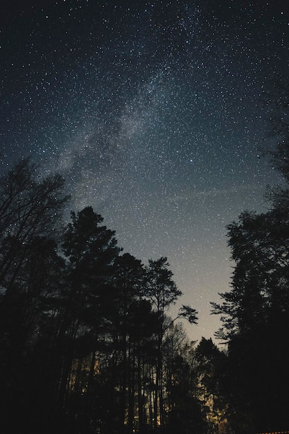 사진 밤 에 하늘 을 배경 으로 한 나무 들 의 낮은 각도 시상