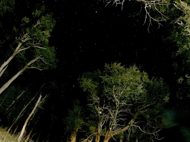 Фото Низкоугольный вид деревьев на ночное небо