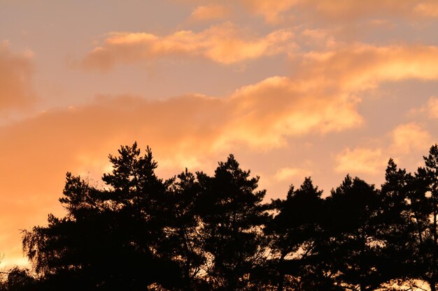 写真 夕暮れの空を背景にした木の低角度の景色