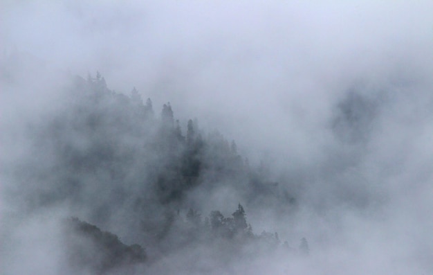 写真 空に照らされた木の低角度の景色