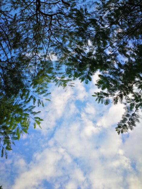 写真 空に照らされた木の低角度の景色