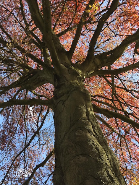 写真 空に照らされた木の低角度の景色