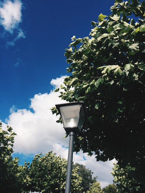 写真 空に照らされた木の低角度の景色