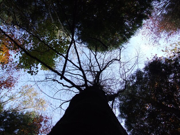 写真 空に照らされた木の低角度の景色