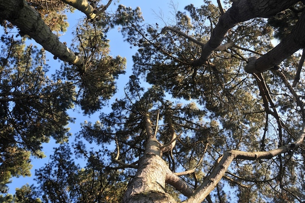 写真 空に照らされた木の低角度の景色