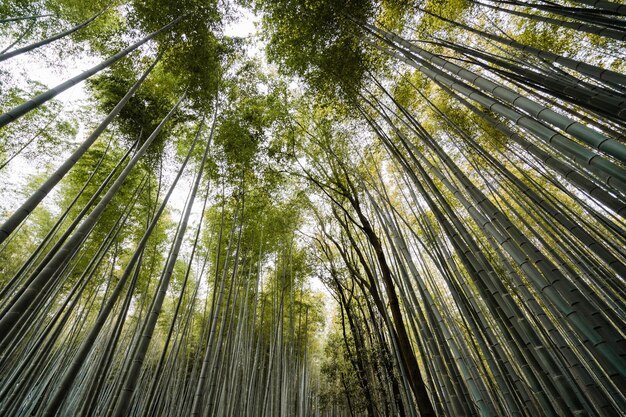 写真 日本の大阪にあるアラシヤマ竹林の木の低角度の景色