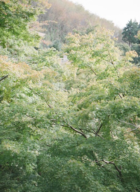 사진 숲 에서 나무 들 을 낮은 각도 에서 보는 모습