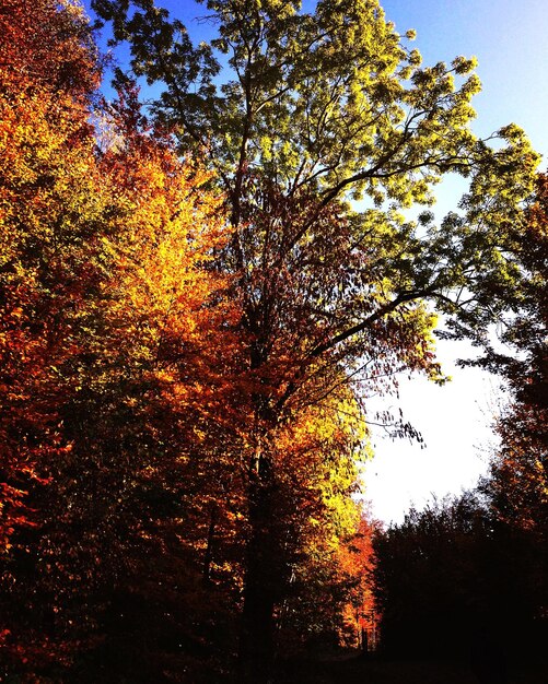 写真 秋の森の木の低角度の眺め