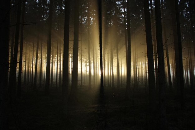 写真 森の木の低角度の視点