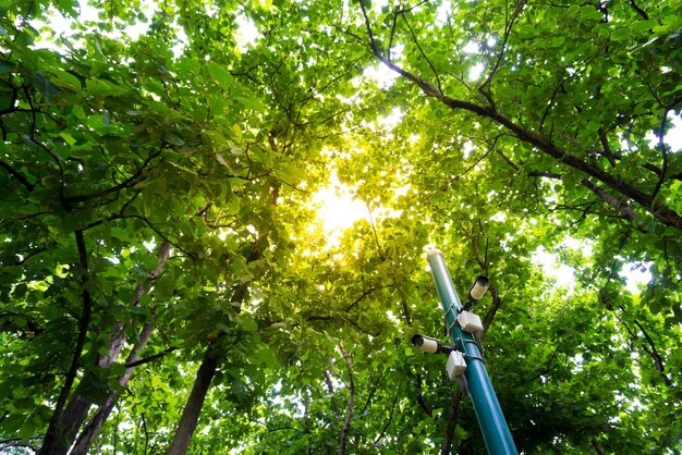 写真 森の木の低角度の視点