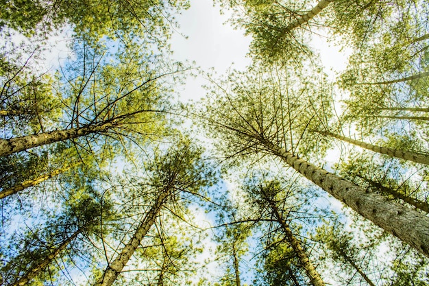 写真 森の木の低角度の視点