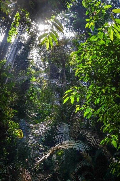 写真 森の木の低角度の視点