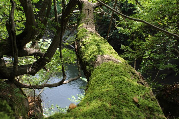 写真 森の木の低角度の視点