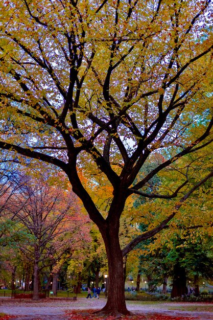 写真 秋の公園の木の低角度の眺め