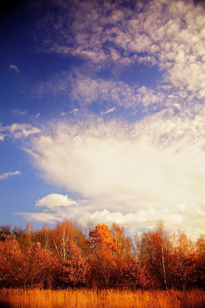 写真 天空を背景に畑の木の低角度の視点