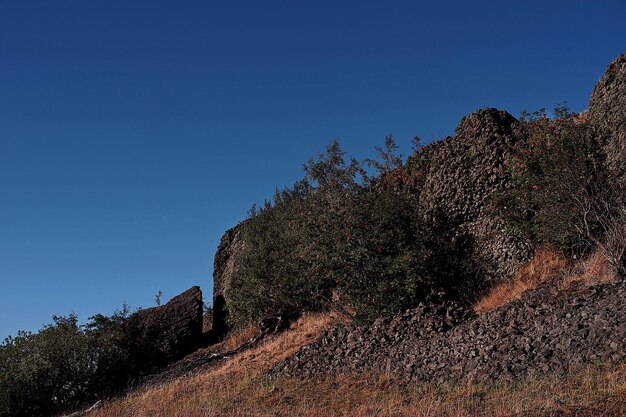 写真 明るい青い空を背景に山の木の低角度の景色