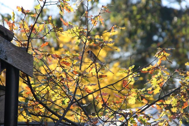 写真 低角度の木の景色