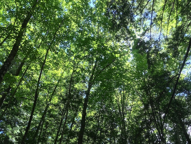 写真 低角度の木の眺め