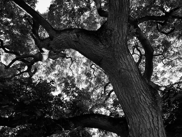 Фото Низкоугольный вид деревьев