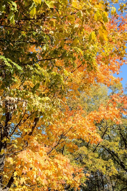 写真 低角度の木の景色