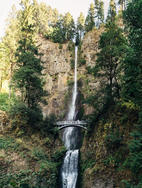 Фото Низкоугольный вид водопада в лесу