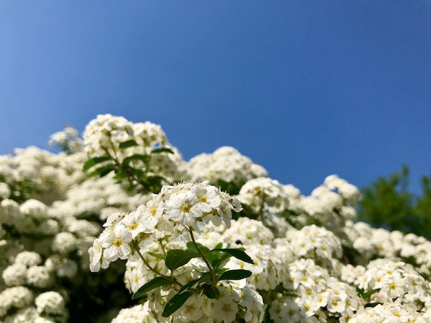 写真 明るい青い空を背景に白い花の植物の低角度の眺め