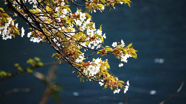 写真 枝にく白い花の低角度の眺め