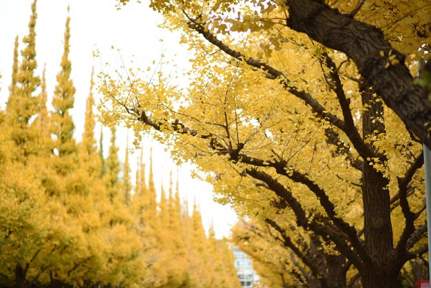 Фото Низкий угол зрения желтого цветочного дерева