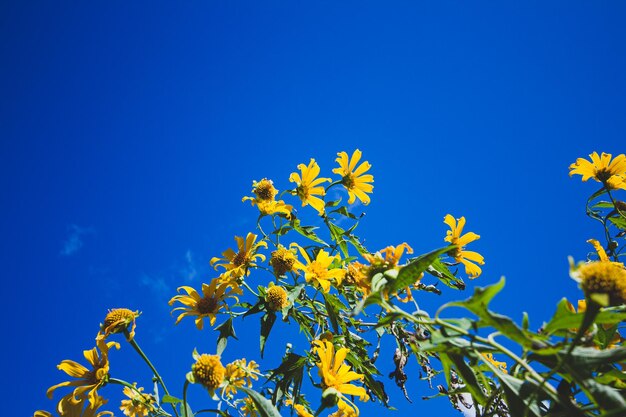 사진 푸른 하늘 을 배경 으로 노란색 꽃 이 피는 식물 의 낮은 각도 시각