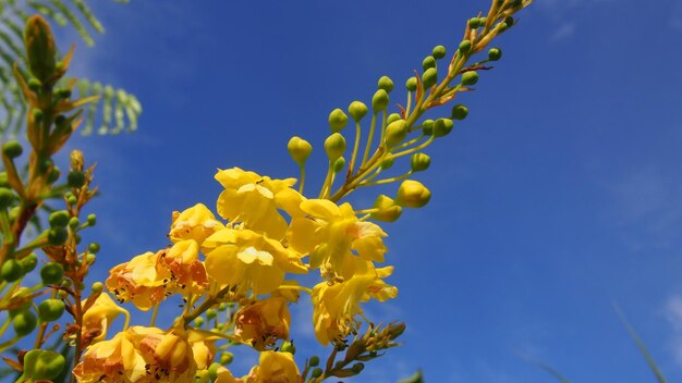 写真 明るい青い空を背景に黄色い花がく植物の低角度の景色