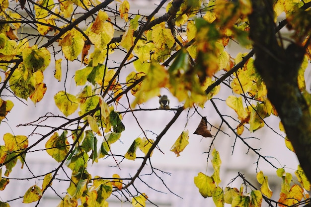 写真 木の黄色い葉の低角度の眺め