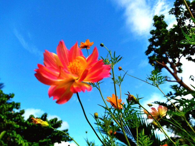 Low angle view of orange flowering plants against sky