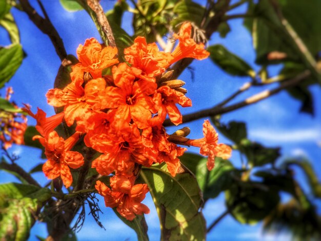 Low angle view of orange flowers against sky