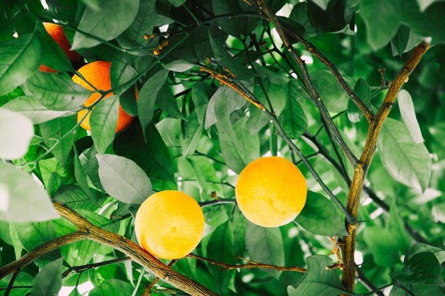 樹木上のオレンジの果実の低角度の眺め